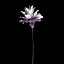 Floare decorativa Echeveria , lila -alb L80cm,foam - Img 3