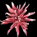 Floare decorativa ,Dalie roz D40cm