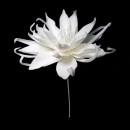 Floare decorativa Echeveria alba , H100cm - Img 2