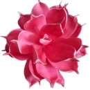 Floare Lotus pink
