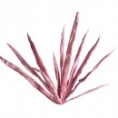 Floare decorativa ,buchet 11fire Dracena rosie L 108 cm - Img 3