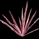 Floare decorativa ,buchet 11fire Dracena rosie L 108 cm