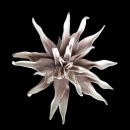 Floare decorativa ,floare artificiala foam Dahlia, maron-taupe ,L90cm - Img 2