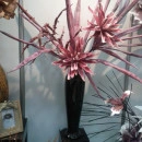 Floare decorativa ,buchet 11fire Dracena rosie L 108 cm - Img 4