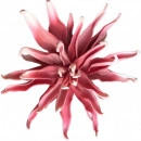 Floare decorativa ,Dalie roz D40cm - Img 2
