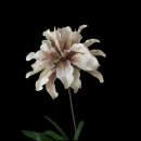 Floare decorativa,Dracena alb-roz pudrat, D30CM - Img 6