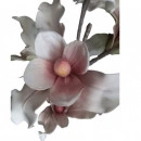 Floare decorativa, creanga Magnolie roz L 85cm - Img 3