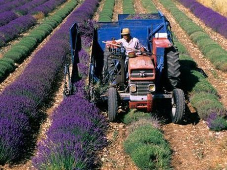 3000 Seminte Lavanda Angustifolia ( Common English ) + 500 Seminte Paulownia Tomentosa + 50 Seminte Goji Berry PLUS Instructiuni de Germinare si Plantare