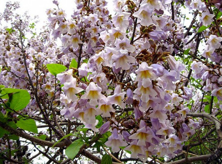 1000 Seminte Paulownia Elongata + 500 Seminte Paulownia Tomentosa + 100 Seminte Lavanda Angustifolia + 100 Seminte Goji Berry + Fertilizator ATONIK *** PACHETUL INCLUDE INSTRUCTIUNI DE GERMINARE SI ASISTENTA GRATUITA