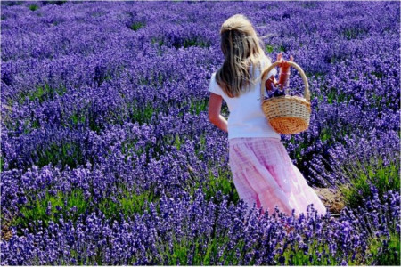 5000 Seminte Lavanda Angustifolia ( Common English ) + 1000 Seminte Paulownia Elongata + 300 Seminte Goji Berry *** PACHETUL INCLUDE INSTRUCTIUNI DE GERMINARE SI PLANTARE SI FERTILIZATOR ATONIK
