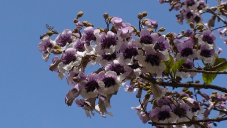 500 Seminte Paulownia Tomentosa + 50 Seminte Lavanda Angustifolia + 50 Seminte Goji Berry *** PACHETUL INCLUDE INSTRUCTIUNI DE GERMINARE SI PLANTARE