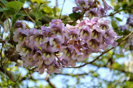 500 Seminte Paulownia Elongata + 100 Seminte Paulownia Tomentosa + 100 Seminte Lavanda Angustifolia + 100 Seminte Goji Berry + Instructiuni de Germinare si Plantare ** PACHETUL INCLUDE SUBSTANTA DE GERMINARE