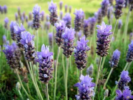 40.000 Seminte Lavanda Angustifolia ( Common English ) + 1000 Seminte Goji Berry + 1000 Seminte Paulownia Tomentosa *** PACHETUL INCLUDE INSTRUCTIUNI DE GERMINARE SI PLANTARE PLUS SUBSTANTA DE GERMINARE ATONIK
