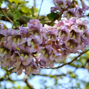 500 Seminte Paulownia Elongata + 100 Seminte Paulownia Tomentosa + 100 Seminte Lavanda Angustifolia + 100 Seminte Goji Berry + Instructiuni de Germinare si Plantare ** PACHETUL INCLUDE SUBSTANTA DE GERMINARE