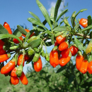 500 Seminte Goji NINGXIA NQ1 ( Fructifica dupa primul an ) + 100 Seminte Paulownia Tomentosa + 100 Seminte Lavanda Angustifolia *** PACHETUL INCLUDE INSTRUCTIUNI DE GERMINARE SI ASISTENTA GRATUITA