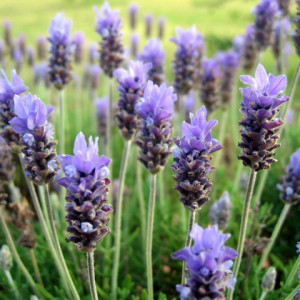 40.000 Seminte Lavanda Angustifolia ( Common English ) + 1000 Seminte Goji Berry + 1000 Seminte Paulownia Tomentosa *** PACHETUL INCLUDE INSTRUCTIUNI DE GERMINARE SI PLANTARE PLUS SUBSTANTA DE GERMINARE ATONIK