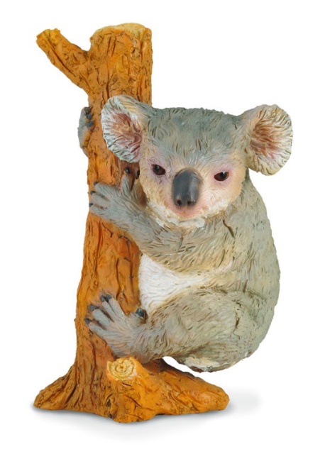 Koala - Collecta