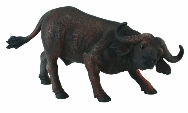 Bivol african - Collecta