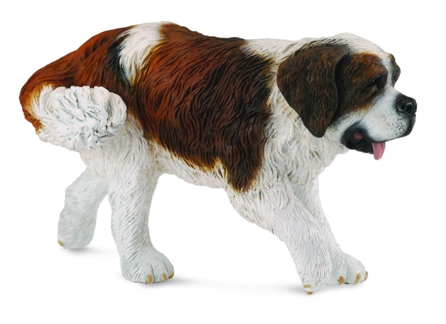 Saint bernard - Collecta