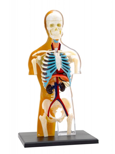 Kit STEM Anatomia corpului uman, Thames & Kosmos - 1 | YEO