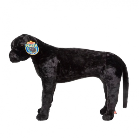 Catel Labrador Negru gigant din plus - Img 2