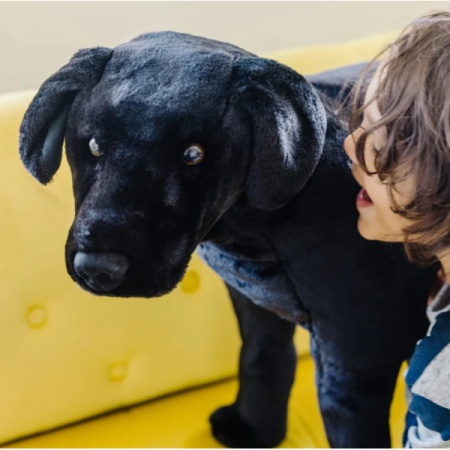 Catel Labrador Negru gigant din plus - Img 3