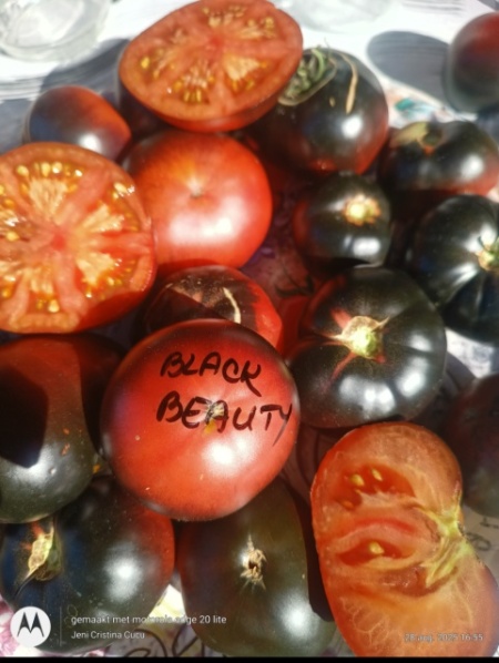 ROSII BLACK BEAUTY, 50 semințe - Img 2