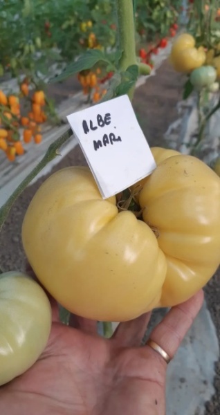 ROSII ALBE MARI, 50 semințe, detalii... - Img 3