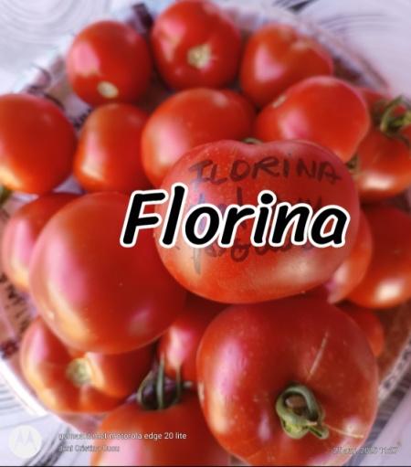 ROSII FLORINA, 50 seminte, detalii... - Img 3