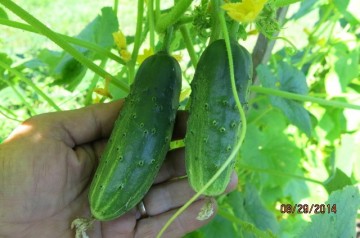 CASTRAVETI CORNISON - 50 sem./plic (mai multe detalii...)