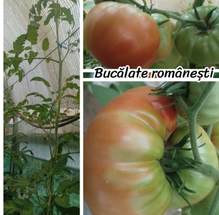 ROSII BUCALATE ROMANESTI, 25 semințe - Img 3