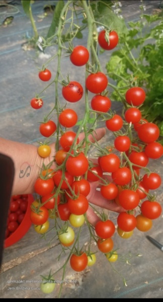 CHERRY DROP, 100 semințe - Img 3