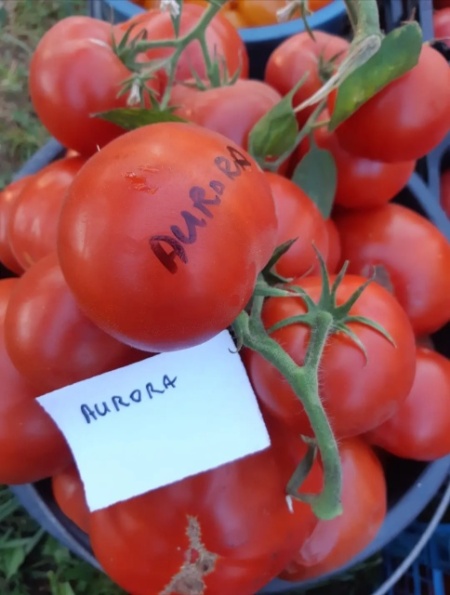ROSII AURORA- DE TIGANESTI, 50 seminte - Img 3