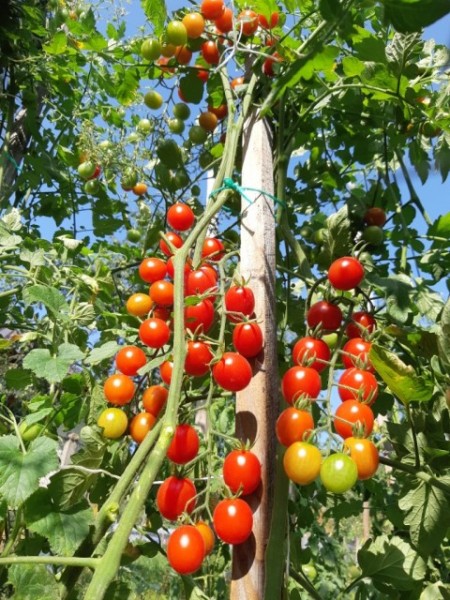 CHERRY MARI/ REGALE- 100 sem. (mai multe detalii...)