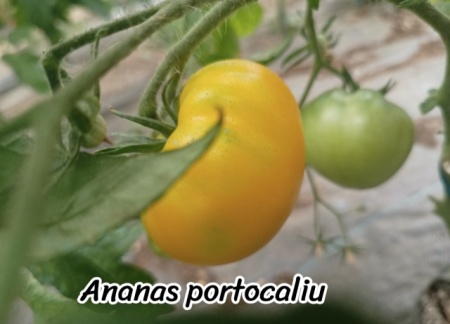 ROSII ANANAS PORTOCALIU, 25 seminte... - Img 2