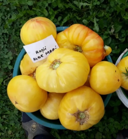 ROSII ALBE MARI, 50 semințe, detalii... - Img 4