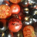 ROSII BLACK BEAUTY, 50 semințe - Img 2