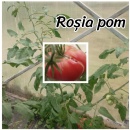 ROSII POM, 50 semințe