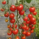 CHERRY DROP, 100 semințe