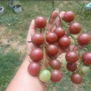 CHERRY NEGRE - GHOST, 100 seminte - Img 2