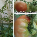 ROSII BUCALATE ROMANESTI, 25 semințe - Img 3