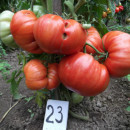 ROSII GIGANT ITALIAN - 100 seminte/plic