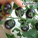 ROSII NEGRE CARBON, 50 semințe - Img 4