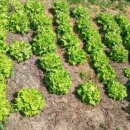 SALATA CREATA, 300 semințe