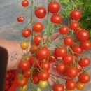CHERRY DROP, 100 semințe - Img 3