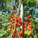 CHERRY MARI/ REGALE- 100 sem. (mai multe detalii...)