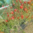 CHERRY PRUNIȘOARĂ MICi, 100 semințe - Img 2