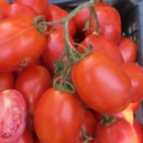 ROSII SAN MARZANO, 50 semințe, detalii...