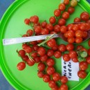 CHERRY EMA DE BUZAU- 100 sem. (mai multe detalii...)