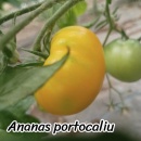 ROSII ANANAS PORTOCALIU, 25 seminte... - Img 2
